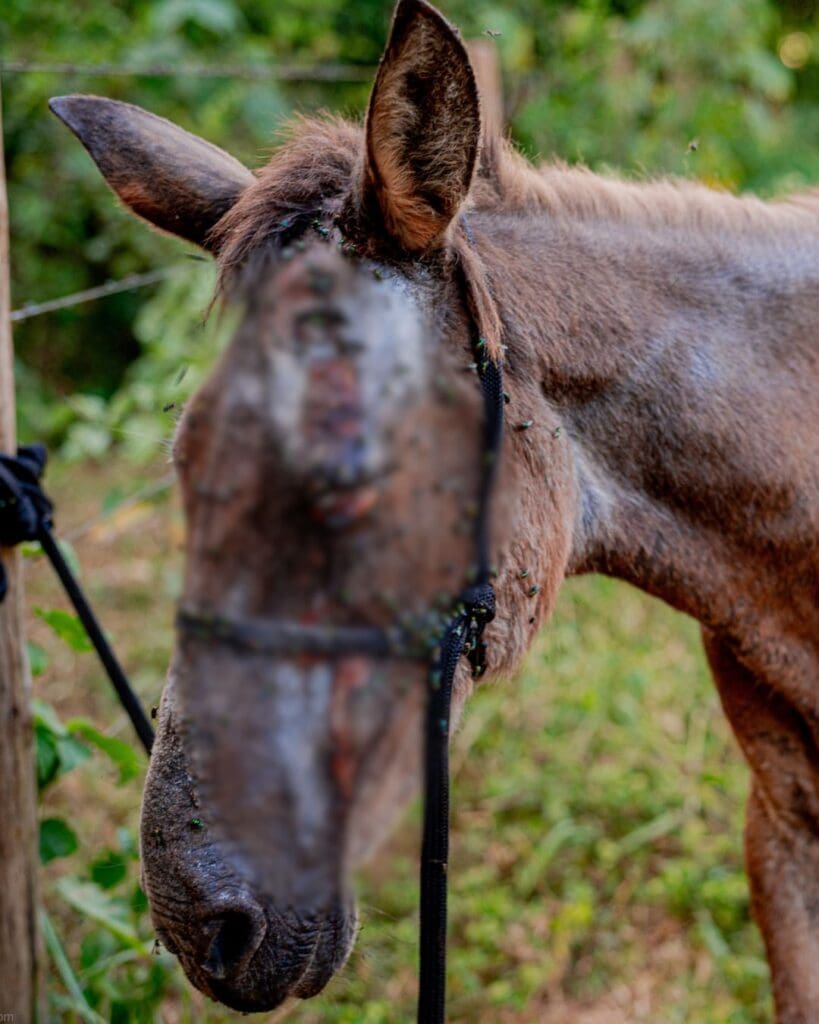 Imagem Cavalo doente Abatedouro