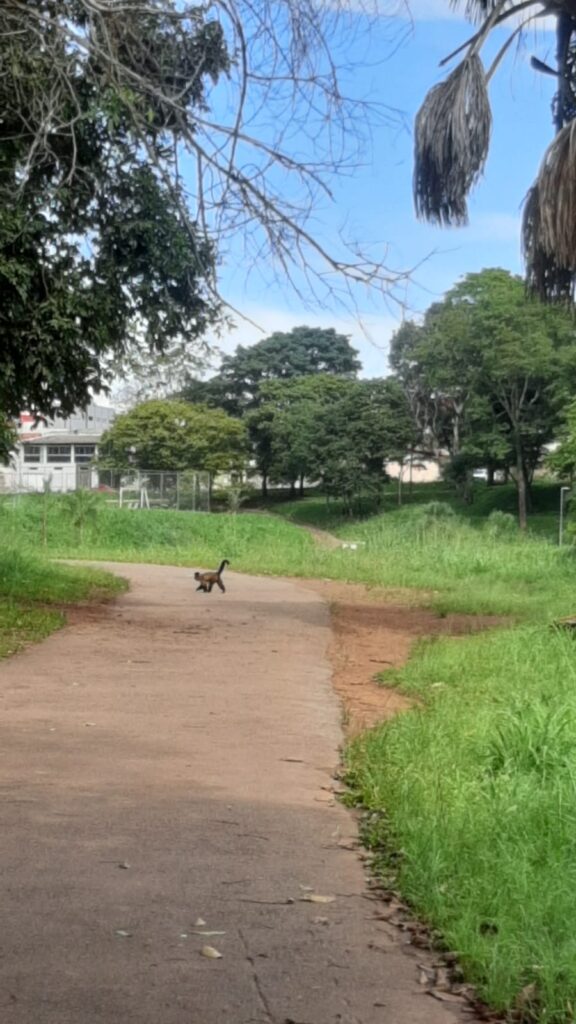 Imagem macaco-prego Central Park Anápolis