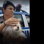 Imagem Policia Militar retira cachorro que estava em carro