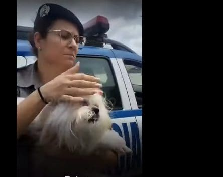 Imagem Policia Militar retira cachorro que estava em carro
