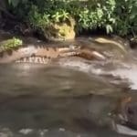 Imagem Sucuri na Cachoeira