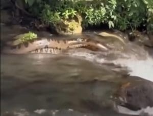 Imagem Sucuri na Cachoeira