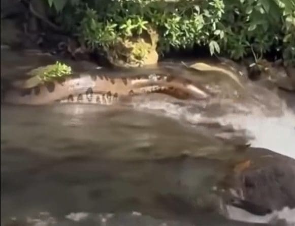 Imagem Sucuri na Cachoeira