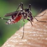 Imagem Mosquito da Dengue no braço humano