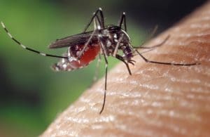 Imagem Mosquito da Dengue no braço humano