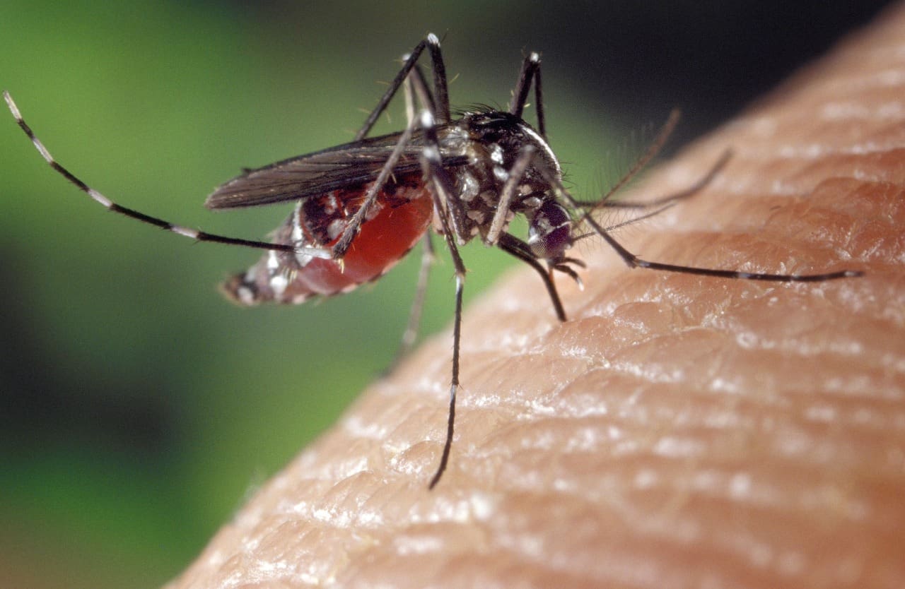 Imagem Mosquito da Dengue no braço humano