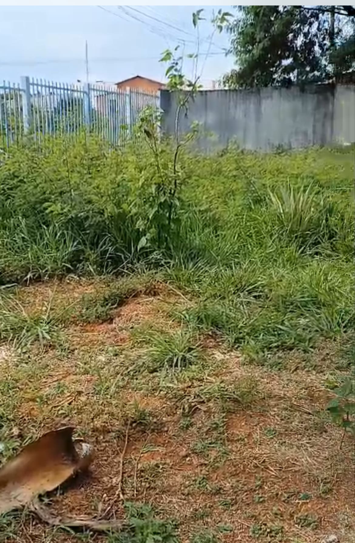 Imagem Mato alto dentro CMEI Casemiro de Abreu