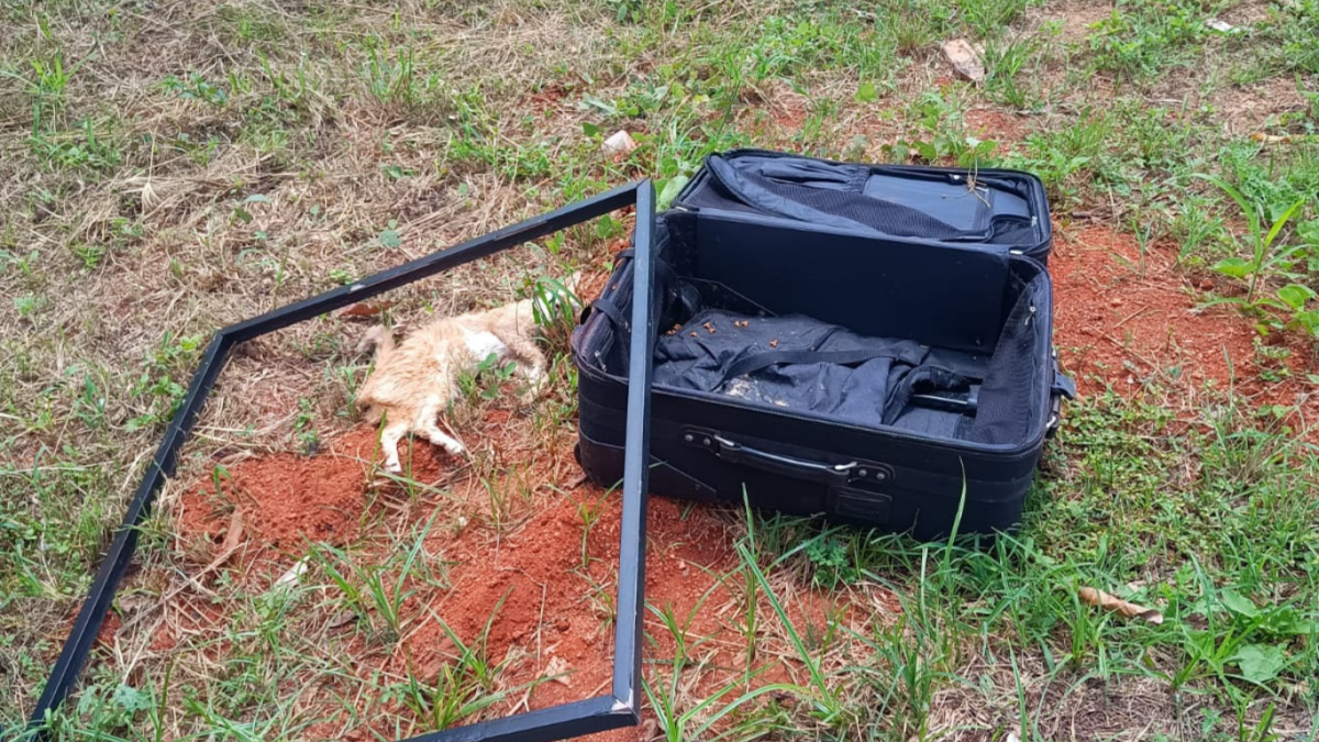Imagem gato morto ao lado de uma mala aberta