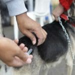 Imagem cão sendo vacinado, com agulha