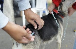 Imagem cão sendo vacinado, com agulha