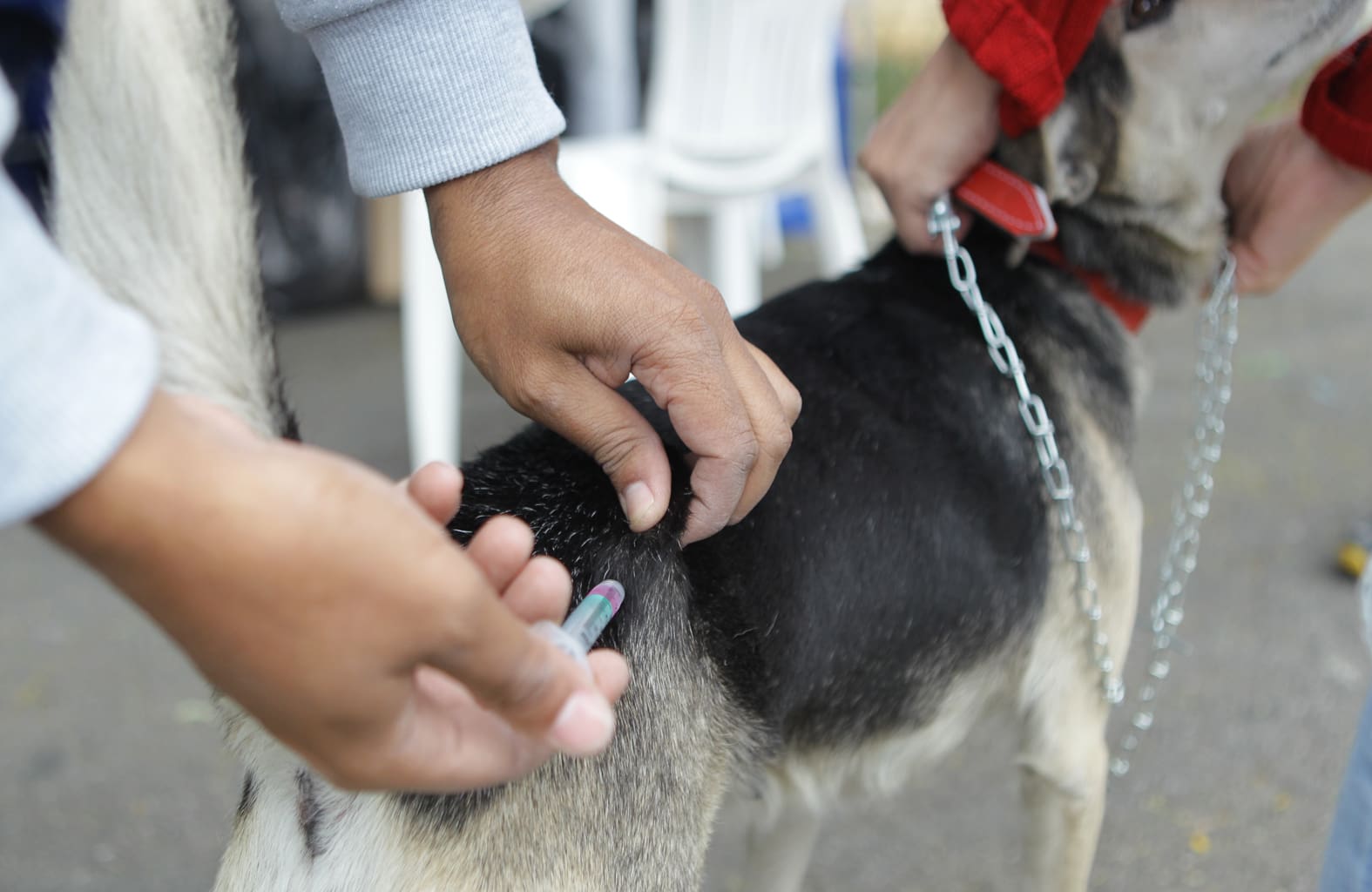 Imagem cão sendo vacinado, com agulha