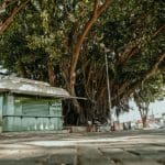 A imagem mostra uma praça vista do chão. Há um pit dog verde à esquerda. Uma árvore com muitas folhas cobre a parte central da imagem.