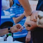 Gato branco recebe uma vacina. Ele é segurado por alguém, que usa uma camisa azul escura. Quem aplica usa uma máscara branca de proteção e um colete azul claro.