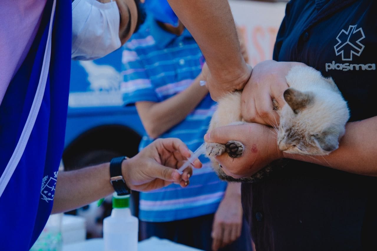 Gato branco recebe uma vacina. Ele é segurado por alguém, que usa uma camisa azul escura. Quem aplica usa uma máscara branca de proteção e um colete azul claro.