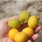 Imagem pessoas com um fruto de Cagaita na mão