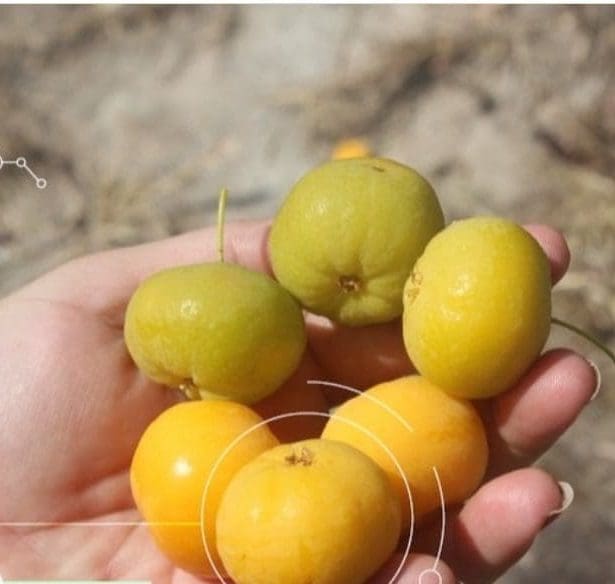 Imagem pessoas com um fruto de Cagaita na mão