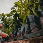 Imagem mudas em cima de uma caminhão