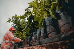Imagem mudas em cima de uma caminhão