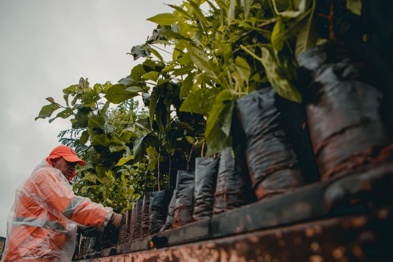 Imagem mudas em cima de uma caminhão
