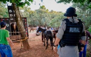 iMAGEM POLICIAL MILITAR EM ABATEDOURO DE CAVALOS