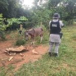 Imagem Abatedouro clandestino de cavalos