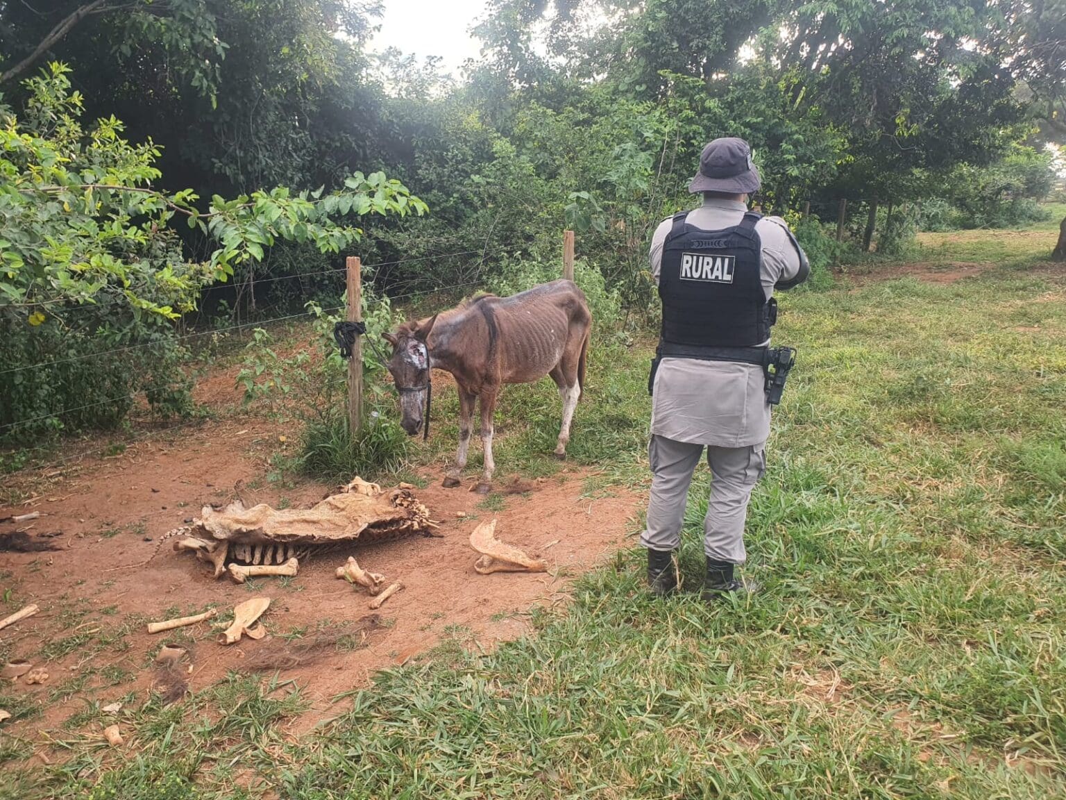 Imagem Abatedouro clandestino de cavalos