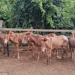 Imagem Cavalos recolhidos em abatedouro