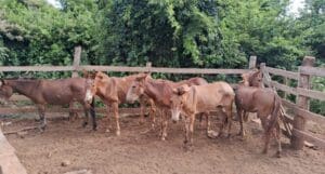 Imagem Cavalos recolhidos em abatedouro