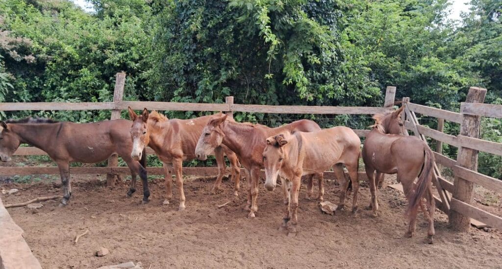 Imagem Cavalos recolhidos em abatedouro
