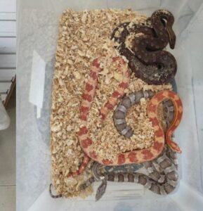 Imagem cobras em uma caixa transparente