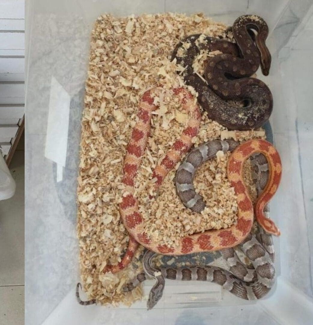 Imagem cobras em uma caixa transparente