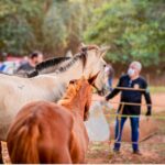 Imagem Cavalos Abatedouro Anápolis