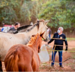 Imagem Cavalos Abatedouro Anápolis