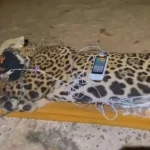 Imagem onça sentada deitada no chão