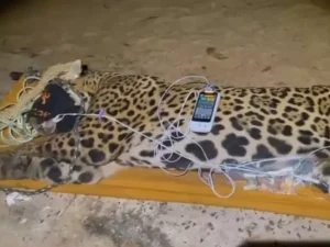Imagem onça sentada deitada no chão