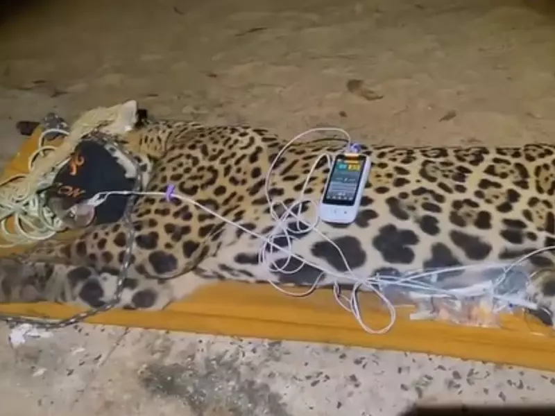 Imagem onça sentada deitada no chão