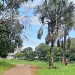 Imagem macaco-prego central park