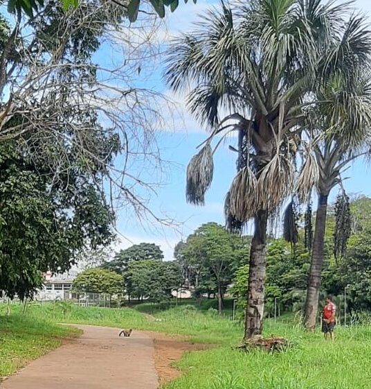 Imagem macaco-prego central park