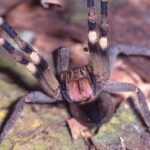 Imagem Aranha-Armadeira