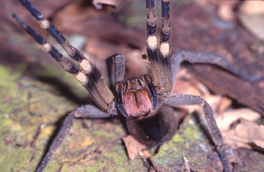 Imagem Aranha-Armadeira