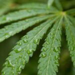 Imagem planta Cannabis