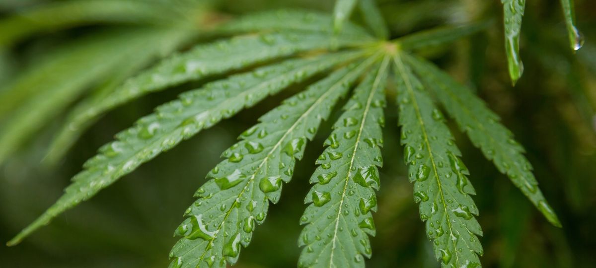 Imagem planta Cannabis