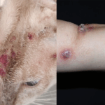 Imagem gato doente e braço com feridas a mostra