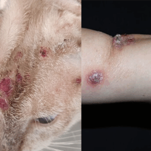Imagem gato doente e braço com feridas a mostra