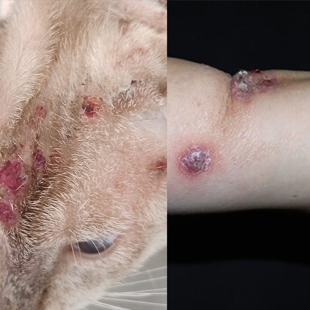 Imagem gato doente e braço com feridas a mostra