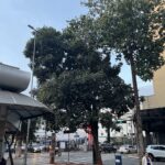 Imagem árvore na praça Bom Jesus em Anápolis
