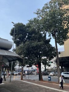 Imagem árvore na praça Bom Jesus em Anápolis