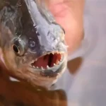 Imagem Piranha pega com a mão