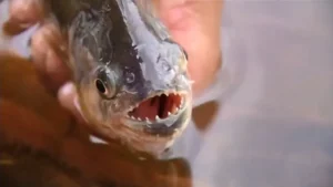 Imagem Piranha pega com a mão