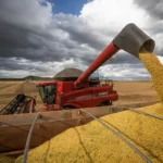 Imagem colheita de grãos, maquina despeja grãos no caminhão